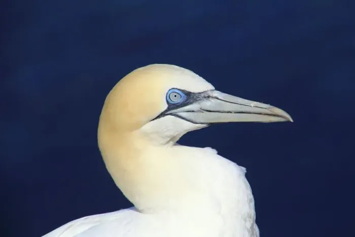 Framed Print : Portrait of a northern gannet on Helgoland, Germany Framed Print : Portrait of a northern gannet on Helgoland, Germany