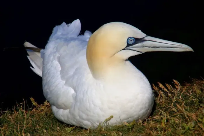 Framed Print : Portrait of a northern gannet (morus bassanus or sula bassana) on Helgoland, Germany Framed Print : Portrait of a northern gannet (morus bassanus or sula bassana) on Helgoland, Germany