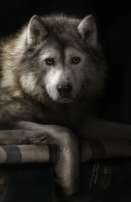 Framed Print : Husky. portrait of old siberian husky Framed Print : Husky. portrait of old siberian husky