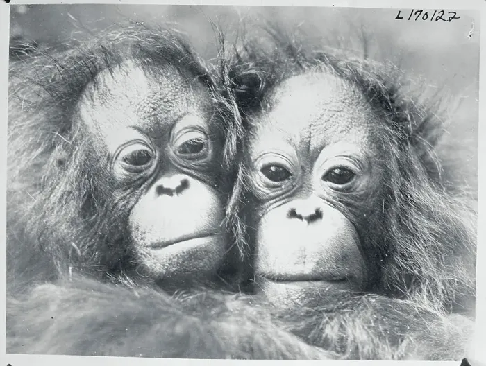 Framed Print : Portrait of Orangutans Framed Print : Portrait of Orangutans