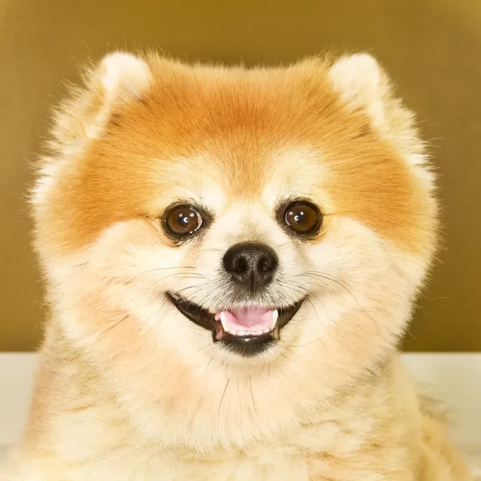 Framed Print : Portrait of Pomeranian dog Framed Print : Portrait of Pomeranian dog