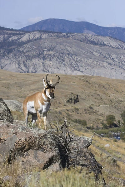 Portrait of Pronghorn antelope (Antilocapra americana) buck, Electric Peak, Yellowstone National Park, Montana, USA