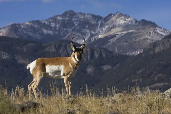 Framed Print : Portrait of Pronghorn antelope (Antilocapra americana) buck, Electric Peak, Yellowstone National Park, Montana, USA