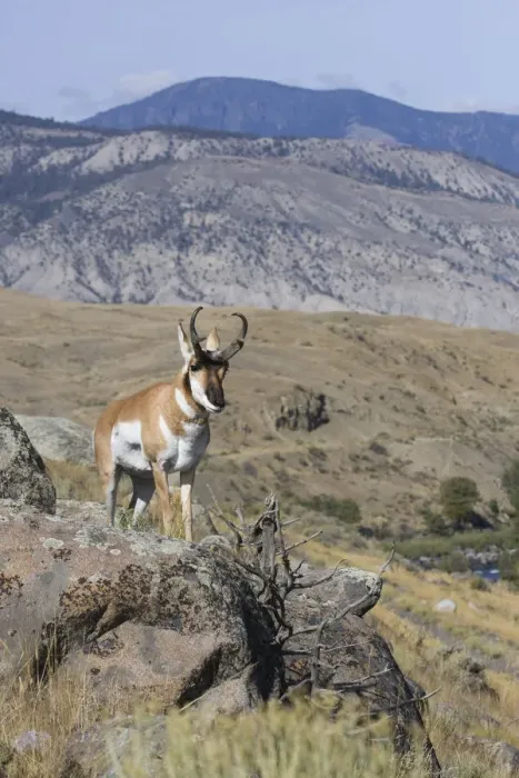 Framed Print : Portrait of Pronghorn antelope (Antilocapra americana) buck, Electric Peak, Yellowstone National Park, Montana, USA Framed Print : Portrait of Pronghorn antelope (Antilocapra americana) buck, Electric Peak, Yellowstone National Park, Montana, USA