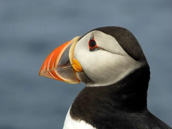 Portrait of a puffin