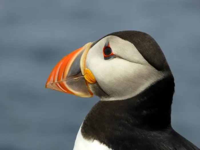 Framed Print : Portrait of a puffin Framed Print : Portrait of a puffin
