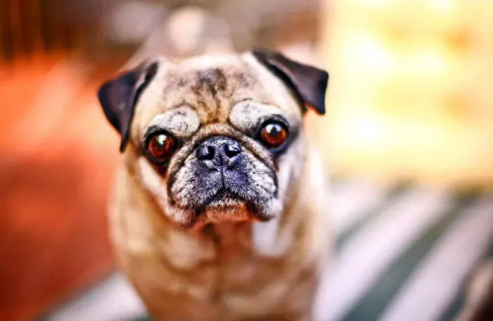 Framed Print : Portrait of Pug dog Framed Print : Portrait of Pug dog
