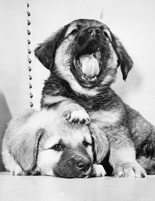 Framed Print : Portrait of Puppie Yawning Framed Print : Portrait of Puppie Yawning