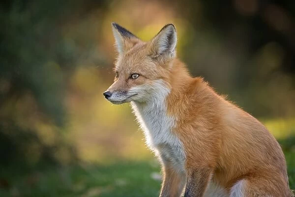 Portrait of a Red Fox