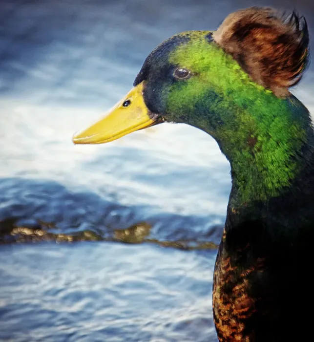 Framed Print : Portrait of a Renaissance Duck Framed Print : Portrait of a Renaissance Duck