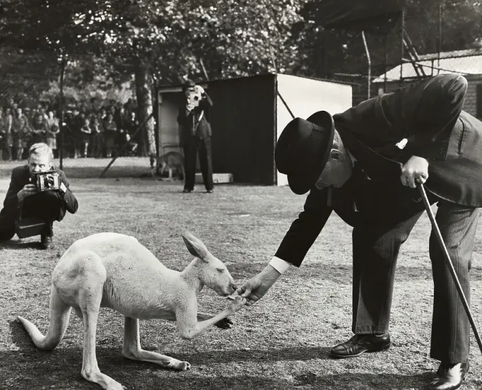 Framed Print : Portrait of Sir Winston Churchill Feeding Kangaroo Framed Print : Portrait of Sir Winston Churchill Feeding Kangaroo
