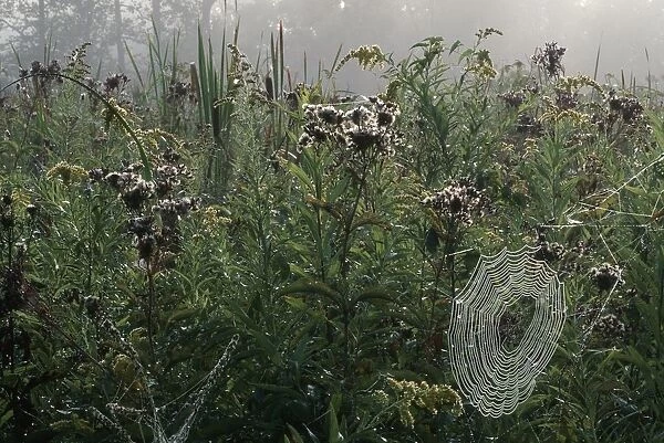 Portrait of a Spiders Web in Dense Wetlands