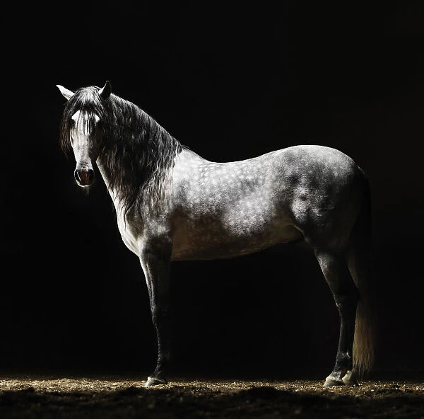 Portrait of standing grey horse