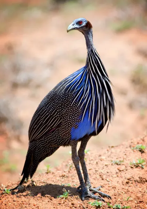 Framed Print : Portrait of a Vibrant Colored Vulturine Guinea Fowl Framed Print : Portrait of a Vibrant Colored Vulturine Guinea Fowl