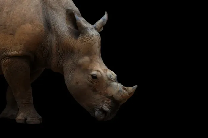 Framed Print : Portrait of a White Rhino