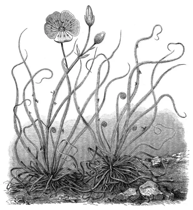 Framed Print : Portuguese sundew or dewy pine (Drosophyllum lusitanicum) Framed Print : Portuguese sundew or dewy pine (Drosophyllum lusitanicum)