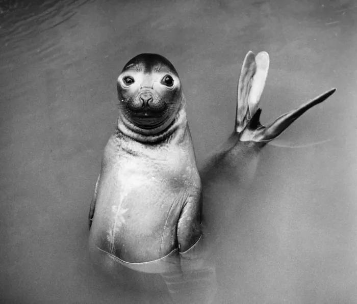 Framed Print : Posing Seal Framed Print : Posing Seal