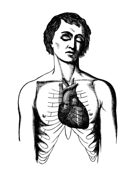 Framed Print : Position of the heart in a healthy man