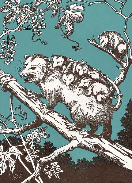 Possum With Babies