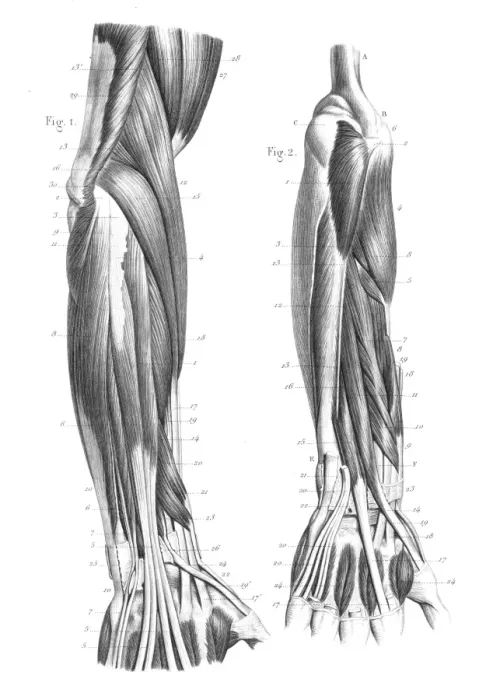 Framed Print : Posterior part of forearm engraving 1866 Framed Print : Posterior part of forearm engraving 1866