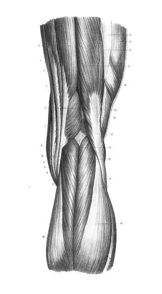 Posterior part of knee engraving 1866