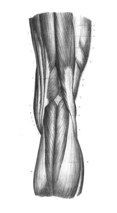 Framed Print : Posterior part of knee engraving 1866 Framed Print : Posterior part of knee engraving 1866