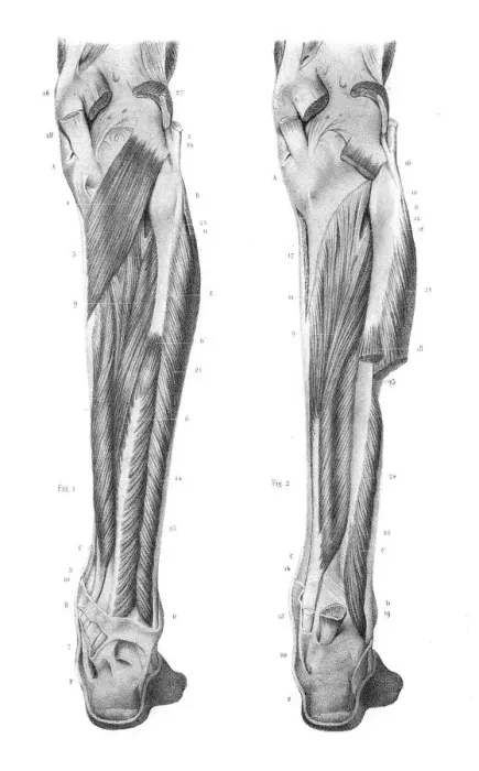 Framed Print : Posterior leg region anatomy engraving 1866