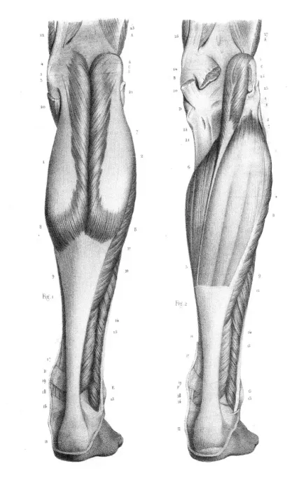 Framed Print : Posterior leg region anatomy engraving 1866