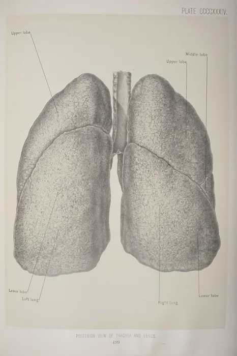 Framed Print : Posterior View Of The Trachea & Lungs