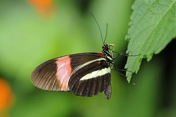 Postman Butterfly -Heliconius melpomene-, tropical butterfly, South America