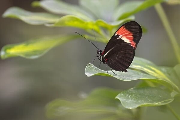 Postman Butterfly -Heliconius melpomene-, native to Brazil, butterfly house, Forgaria nel Friuli, Udine province, Italy
