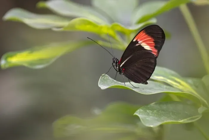 Framed Print : Postman Butterfly -Heliconius melpomene-, native to Brazil, butterfly house, Forgaria nel Friuli, Udine province, Italy