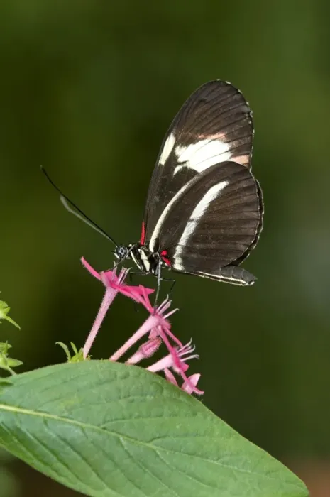 Framed Print : Postman Butterfly -Heliconius melpomene-