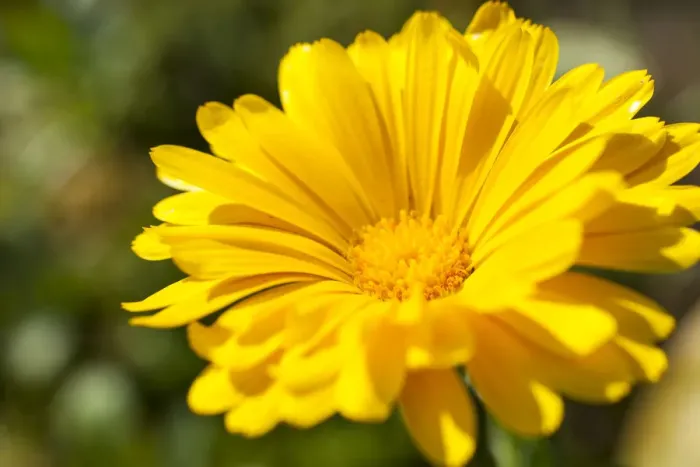 Framed Print : Pot Marigold -Calendula officinalis-, yellow flower, Saxony, Germany Framed Print : Pot Marigold -Calendula officinalis-, yellow flower, Saxony, Germany
