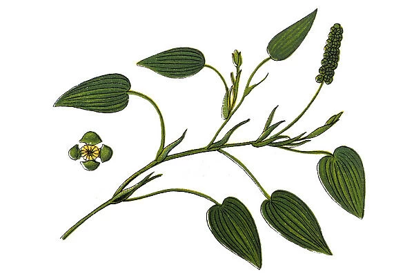 Potamogeton natans, commonly known as broad-leaved pondweed, floating pondweed, or