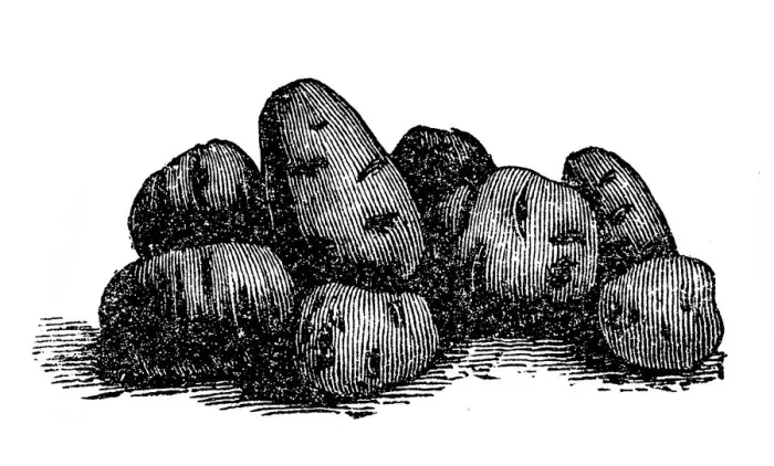 Framed Print : Potato. Illustration of a potato Framed Print : Potato. Illustration of a potato