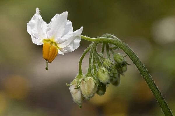 Potato flower -Solanum tuberosum-