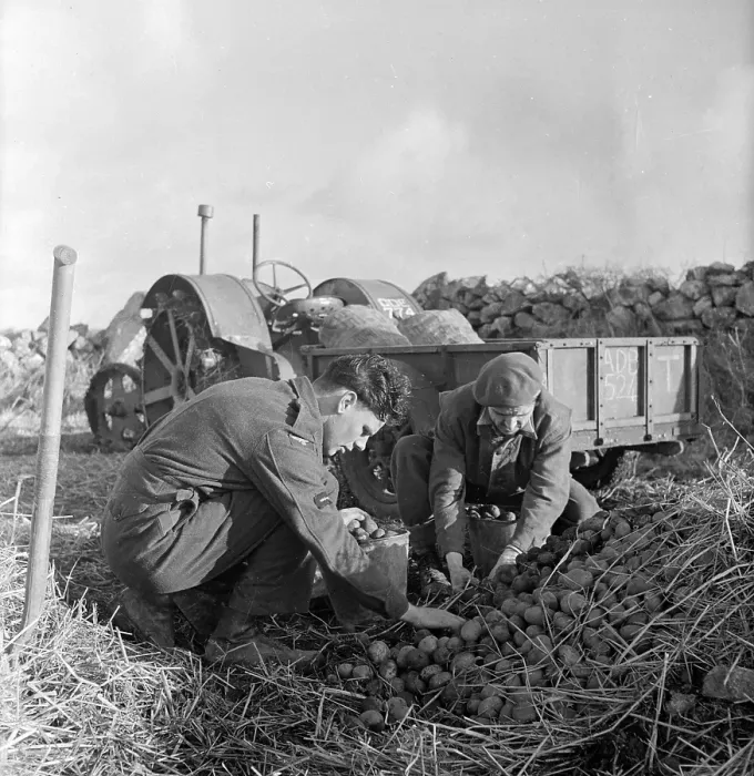 Framed Print : Potato Harvest Framed Print : Potato Harvest