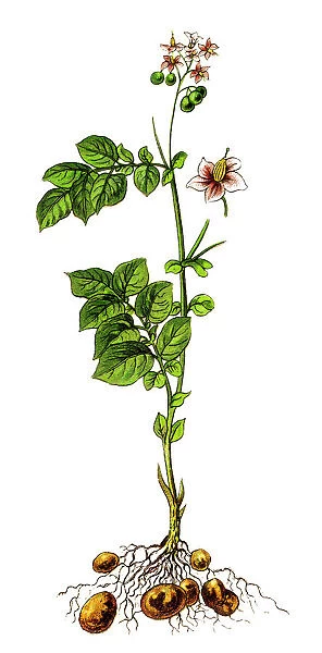 Potato plant ( Solanum tuberosum)