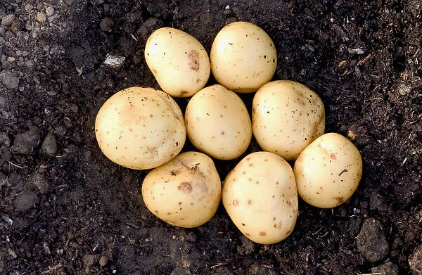 Potatoes in soil, close up
