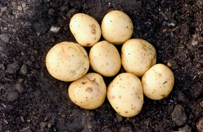 Framed Print : Potatoes in soil, close up Framed Print : Potatoes in soil, close up