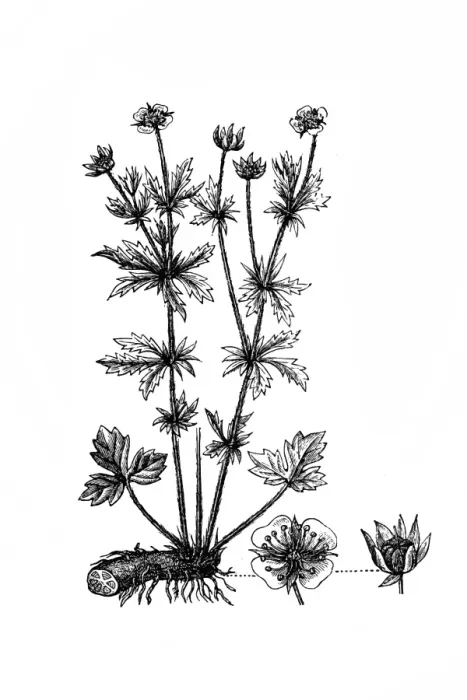 Framed Print : Potentilla erecta (tormentil, septfoil) Framed Print : Potentilla erecta (tormentil, septfoil)