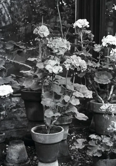 Framed Print : Potted Pelargonium flowers Framed Print : Potted Pelargonium flowers