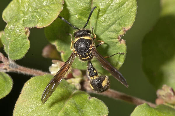 Potter wasp -Eumenes sp. -, Baden-Wurttemberg, Germany