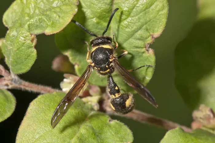 Framed Print : Potter wasp -Eumenes sp. -, Baden-Wurttemberg, Germany