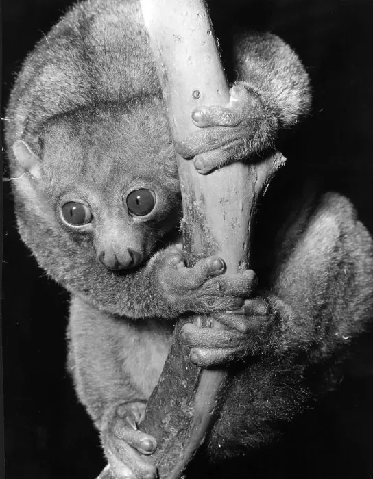 Framed Print : Potto on a Stick Framed Print : Potto on a Stick