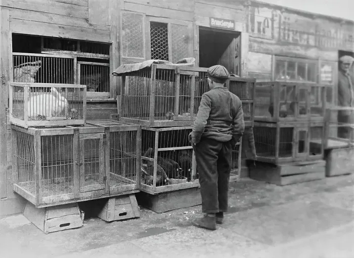 Framed Print : Poultry Dealer, Jewish Quarter, Berlin