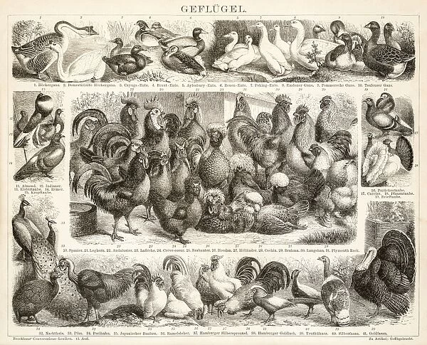 Poultry engravings 1899