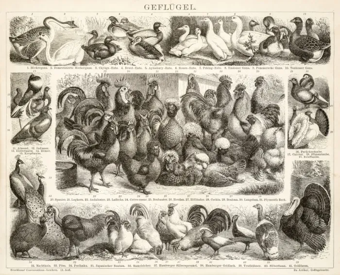 Framed Print : Poultry engravings 1899 Framed Print : Poultry engravings 1899