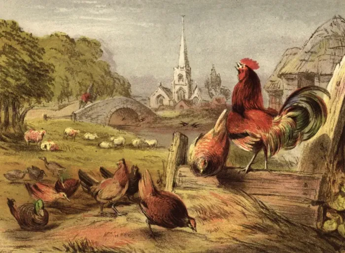 Framed Print : Poultry Farm Framed Print : Poultry Farm